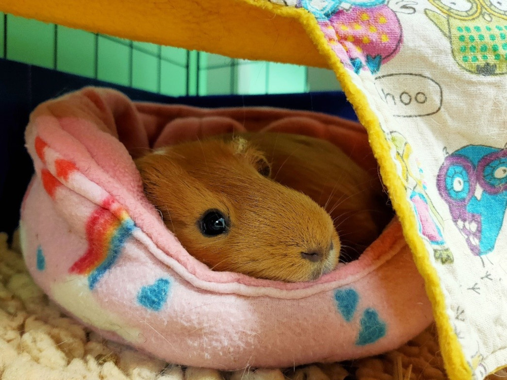 Can store guinea pigs