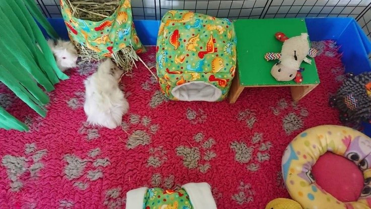 Guinea pig hot sale flooring