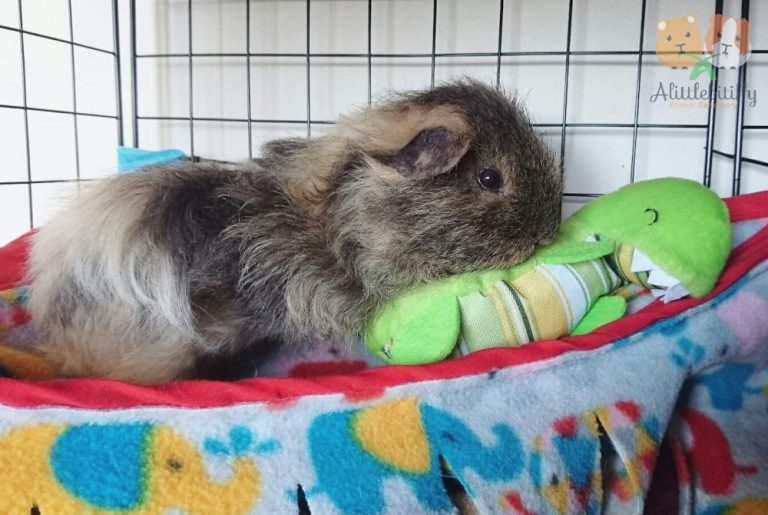 How can I keep my guinea pigs entertained, alert, and interested in