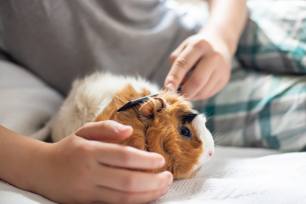 Do guinea pigs hot sale shed their fur