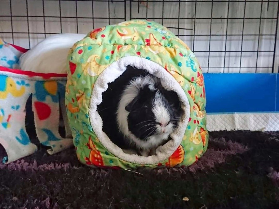 Keeping guinea clearance pigs inside