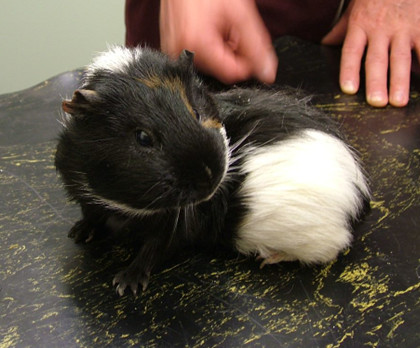 Lice treatment for outlet guinea pigs