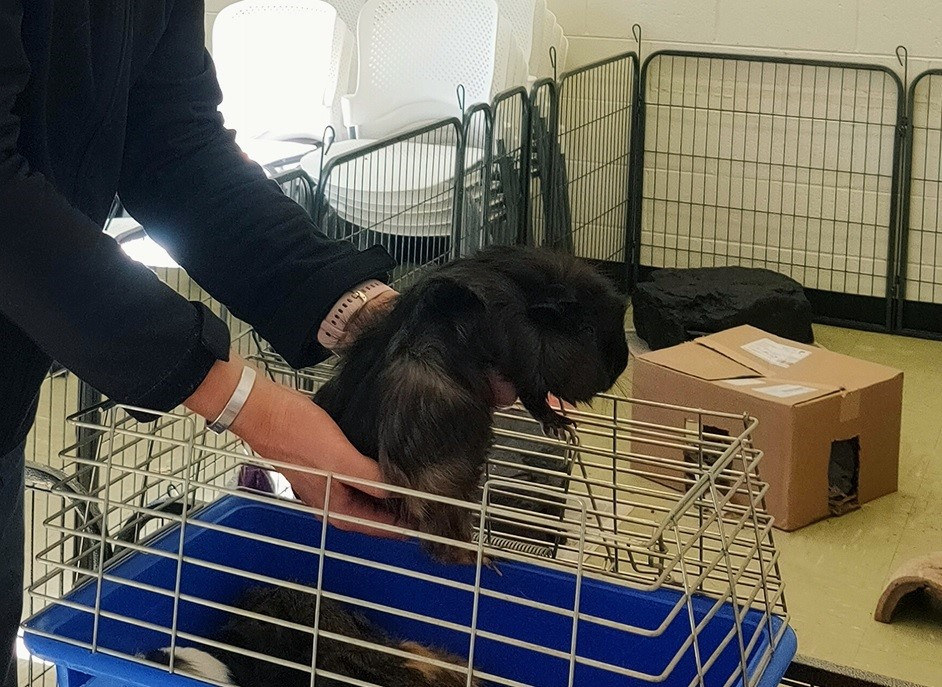 Picking up a guinea hot sale pig