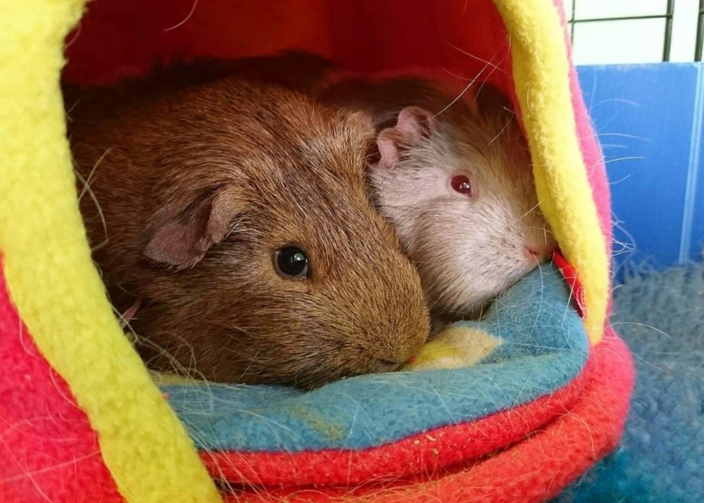 How warm do guinea store pigs need to be