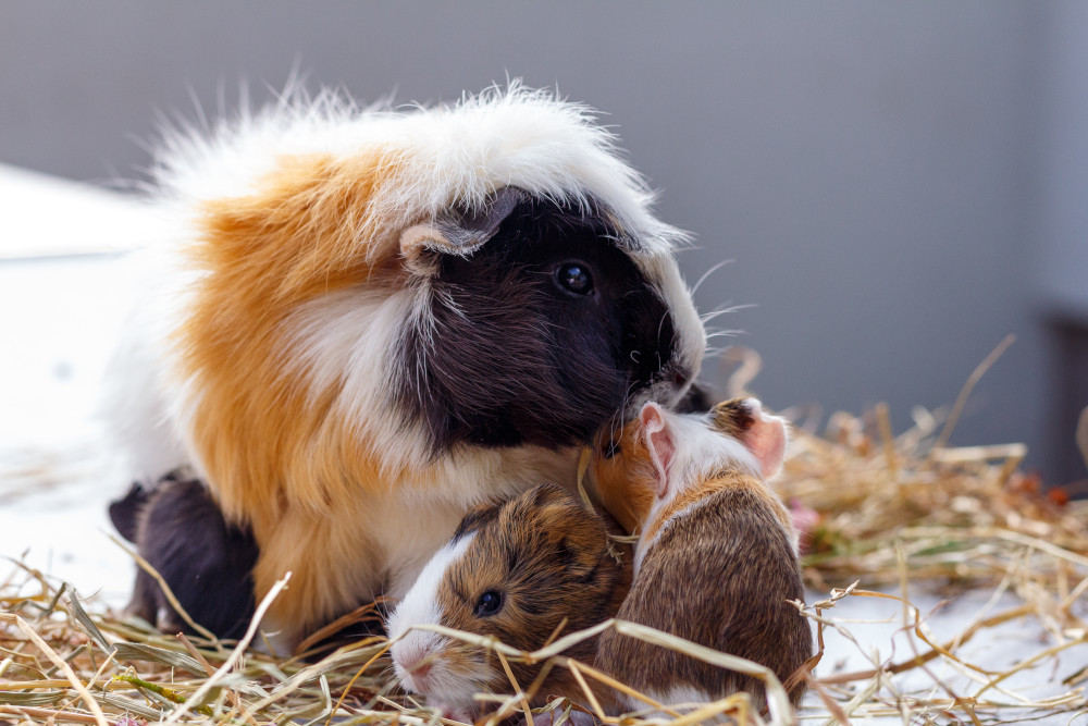 LIFE CYCLE of a GUINEA PIG  Birth, Puberty, Reproductive Cycle