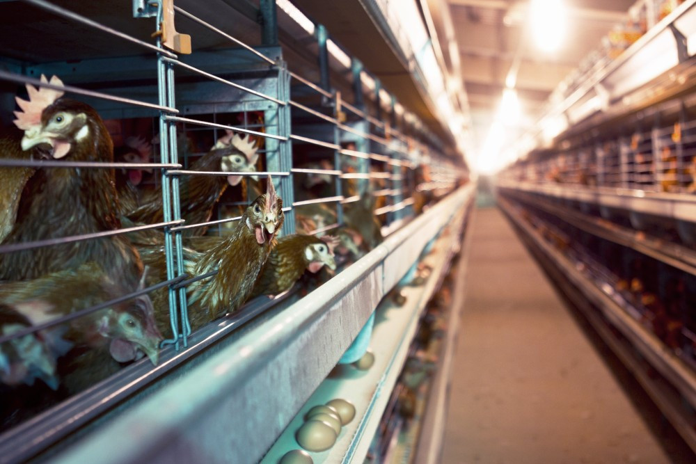 battery cage hens