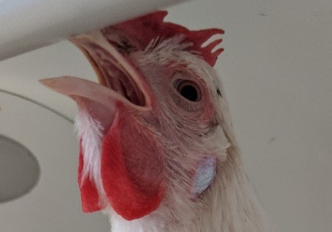 What does a healthy chicken look like RSPCA Knowledgebase