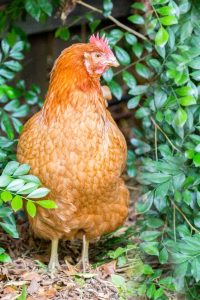 Are These The Right Chickens For Me? – RSPCA Knowledgebase