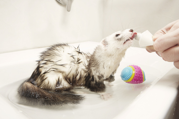 Ferret bathing reward