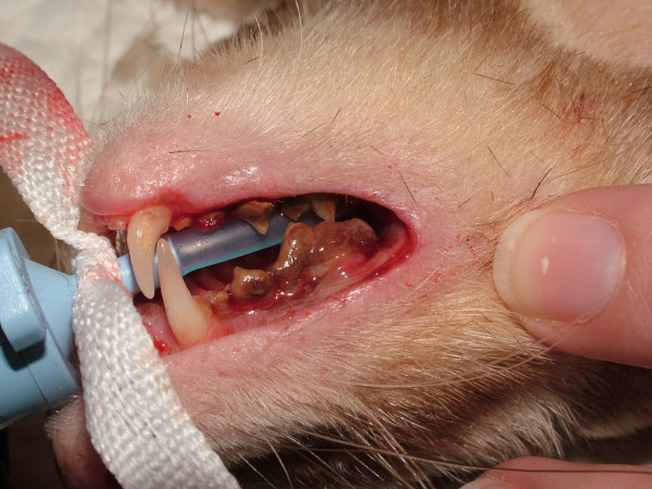ferret dental disease