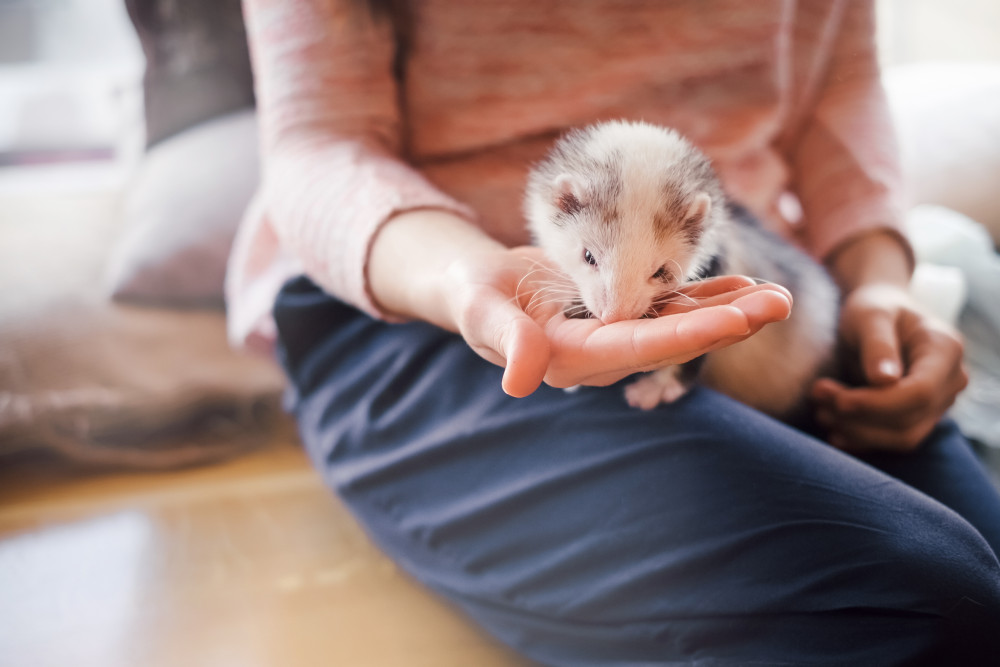 Ferret eating from hand