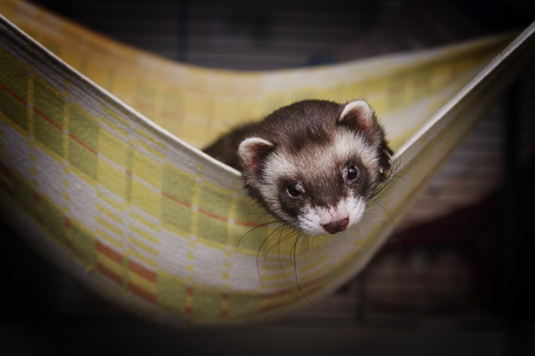 Ferret in a hammock