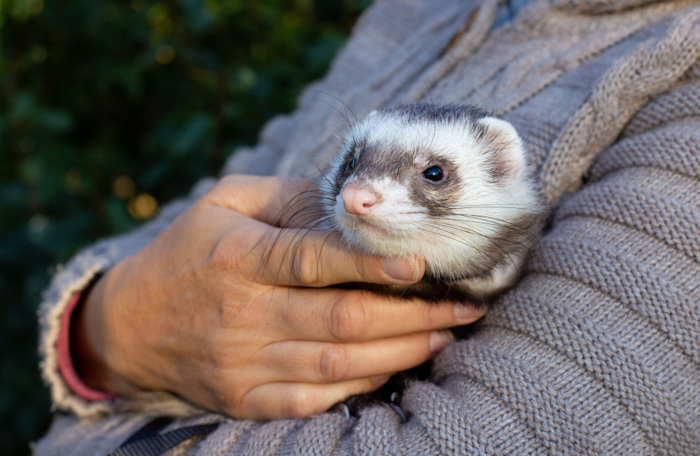 Ferret in arms