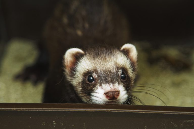 How do I litter train my ferret? RSPCA Knowledgebase