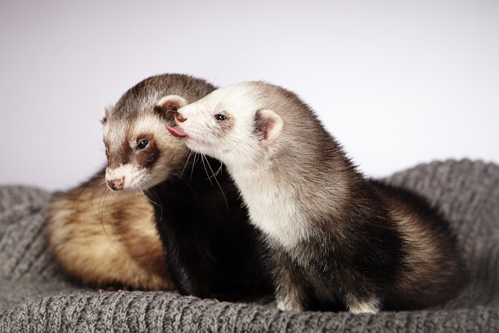 ferrets together