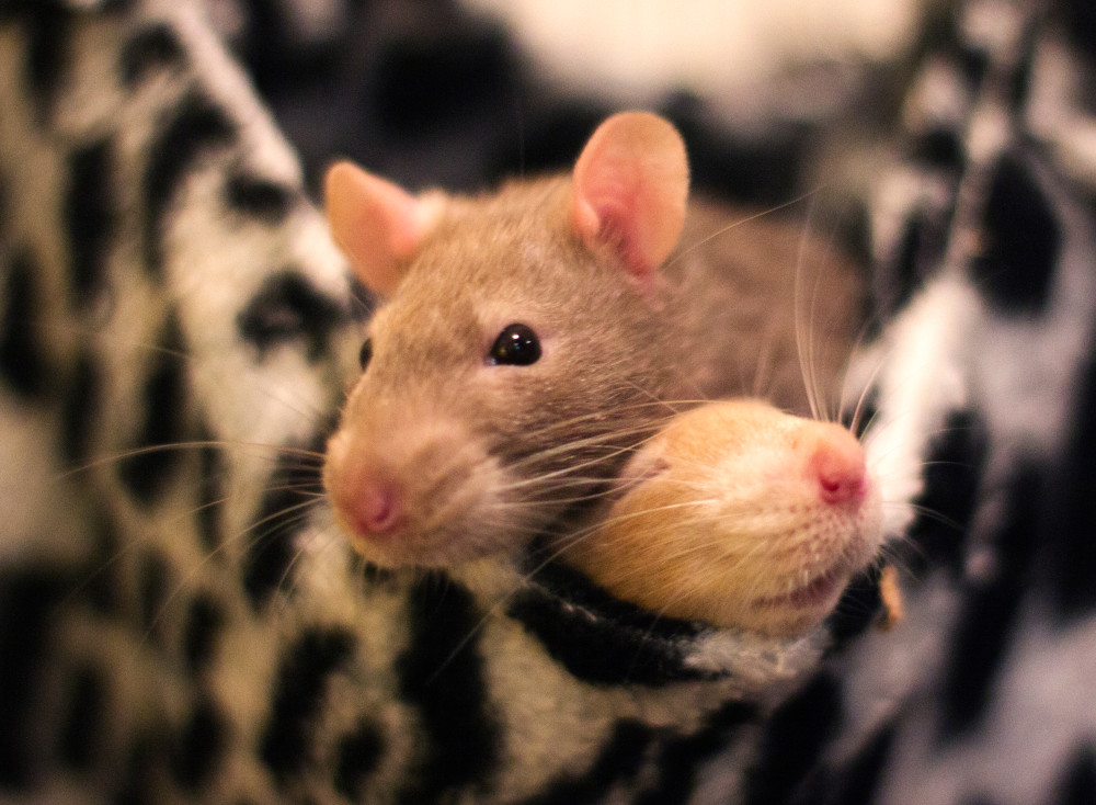 Rats relaxing in bed