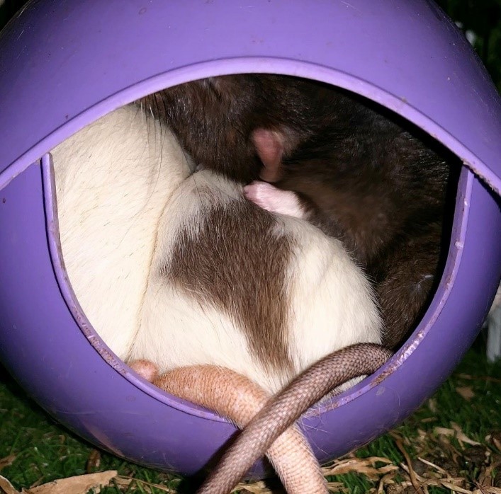 rats resting in hide