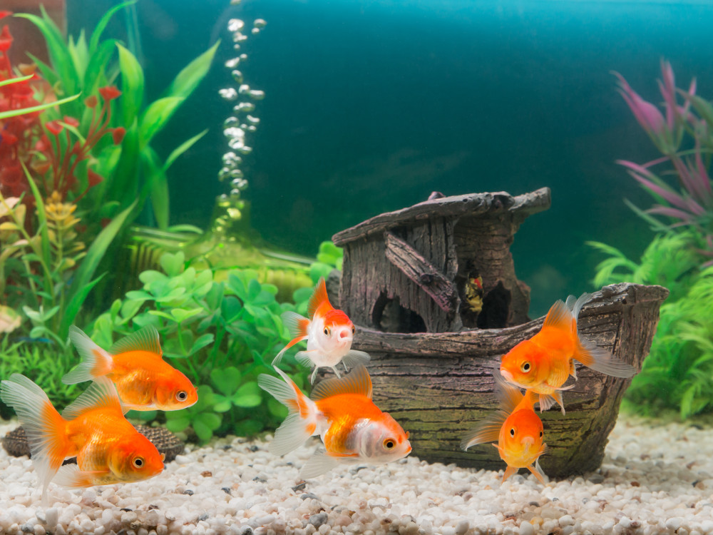 aquarium goldfish
