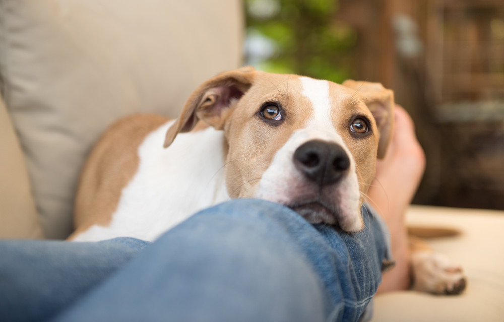 Dog on sofa