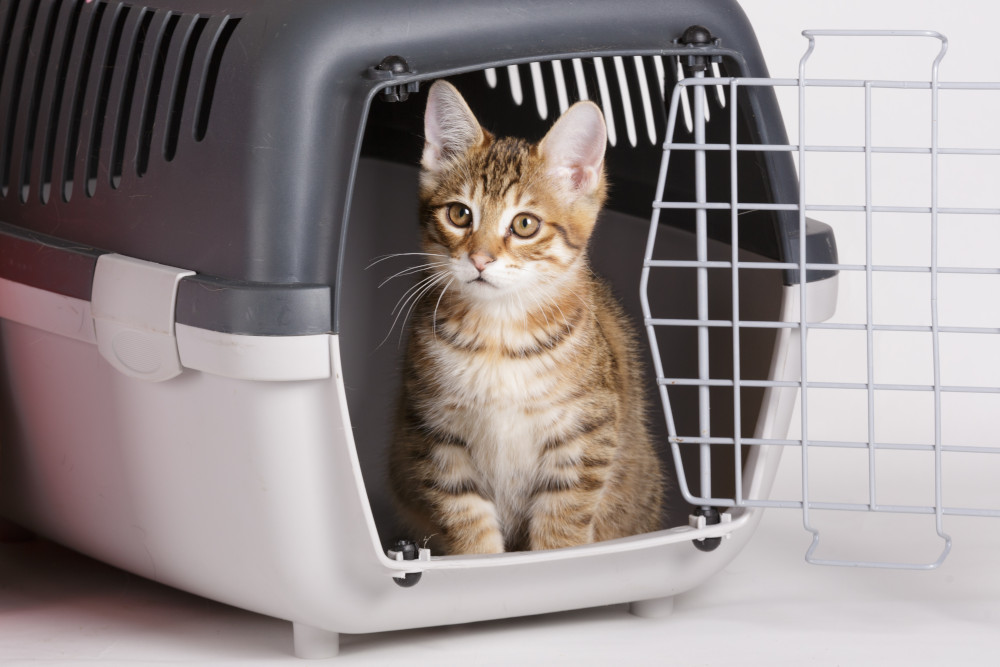 Kitten in carrier